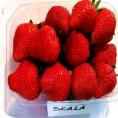 Клубника "Скала" 